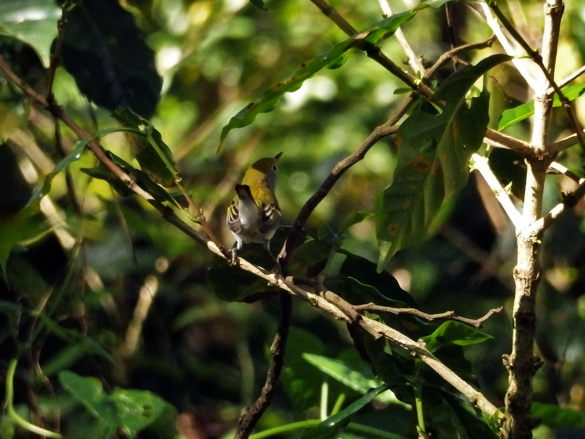 small olive-backed bird on branch in coffee shrub