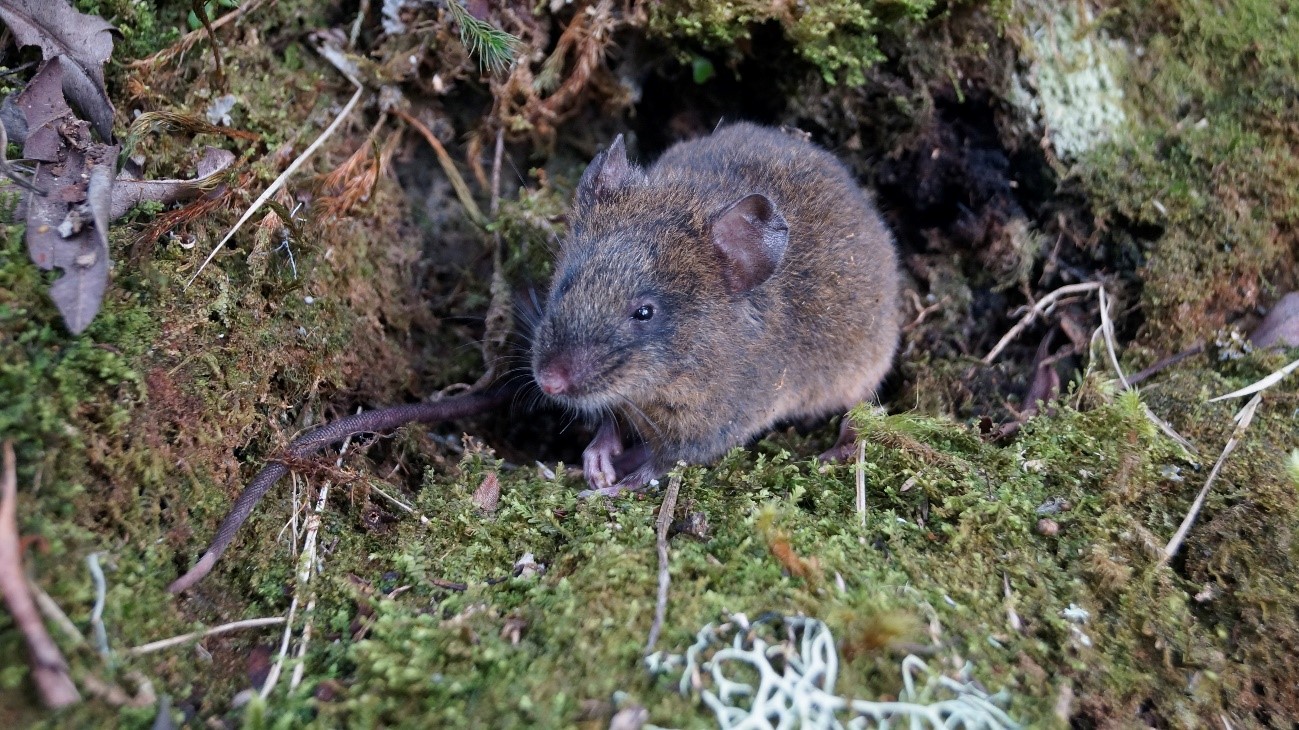 A small furry rodent (mouse) in a mossy patch in the Andes mountains