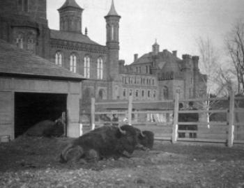 bison in front of Smithsonian castle
