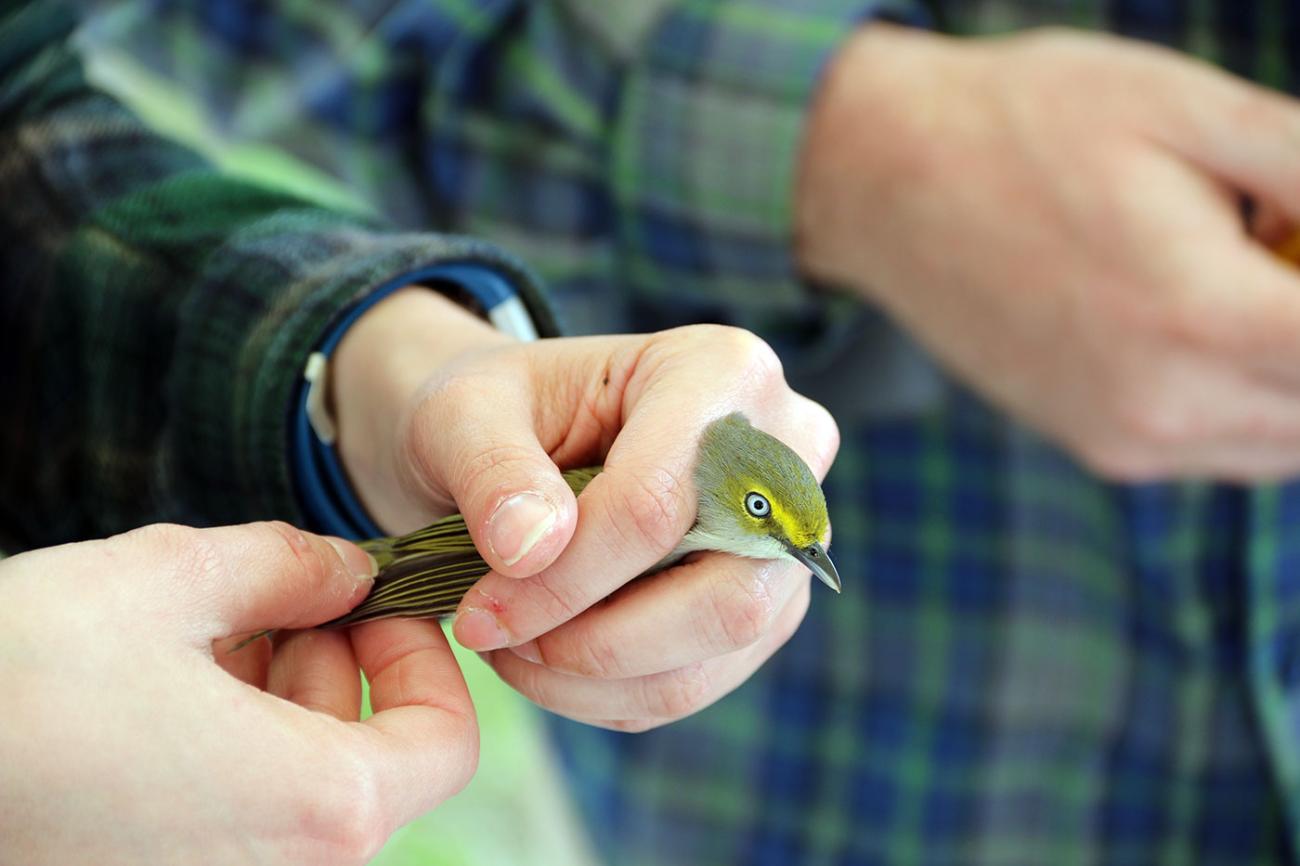 bird with pale eye being banded