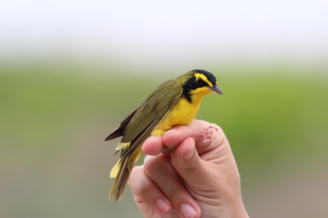 A yellow and black bird perched on someone's hand
