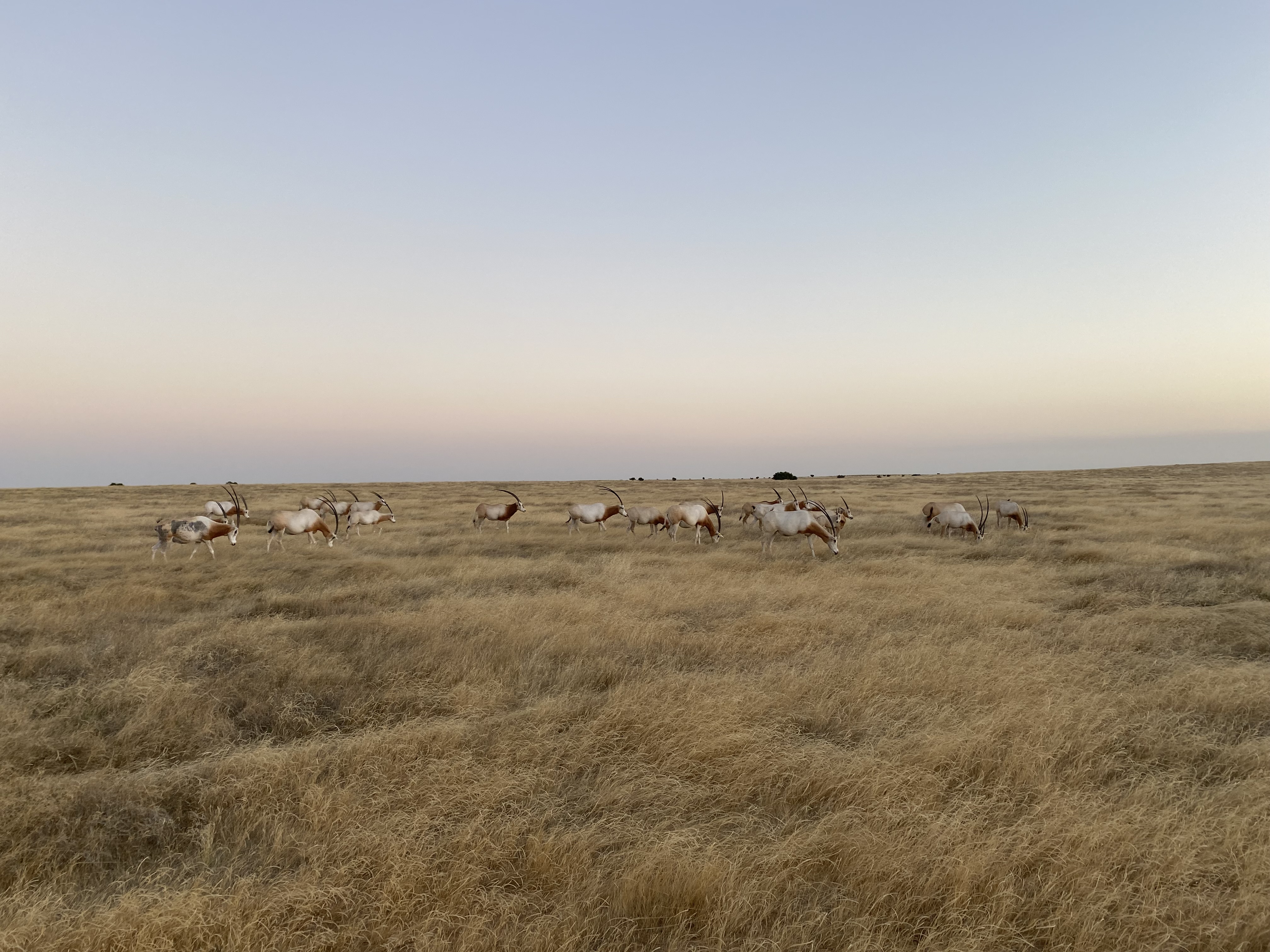 Photo of a herd of scimitar horned oryx on a grassy plain in Chad. The landscape is flat and more than a dozen oryx can be seen.