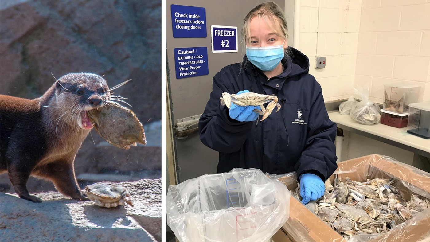 Commissary keeper Brittany Hudgins works in our refrigerated meat room and prepares blue crabs for our Asian small-clawed otter family.