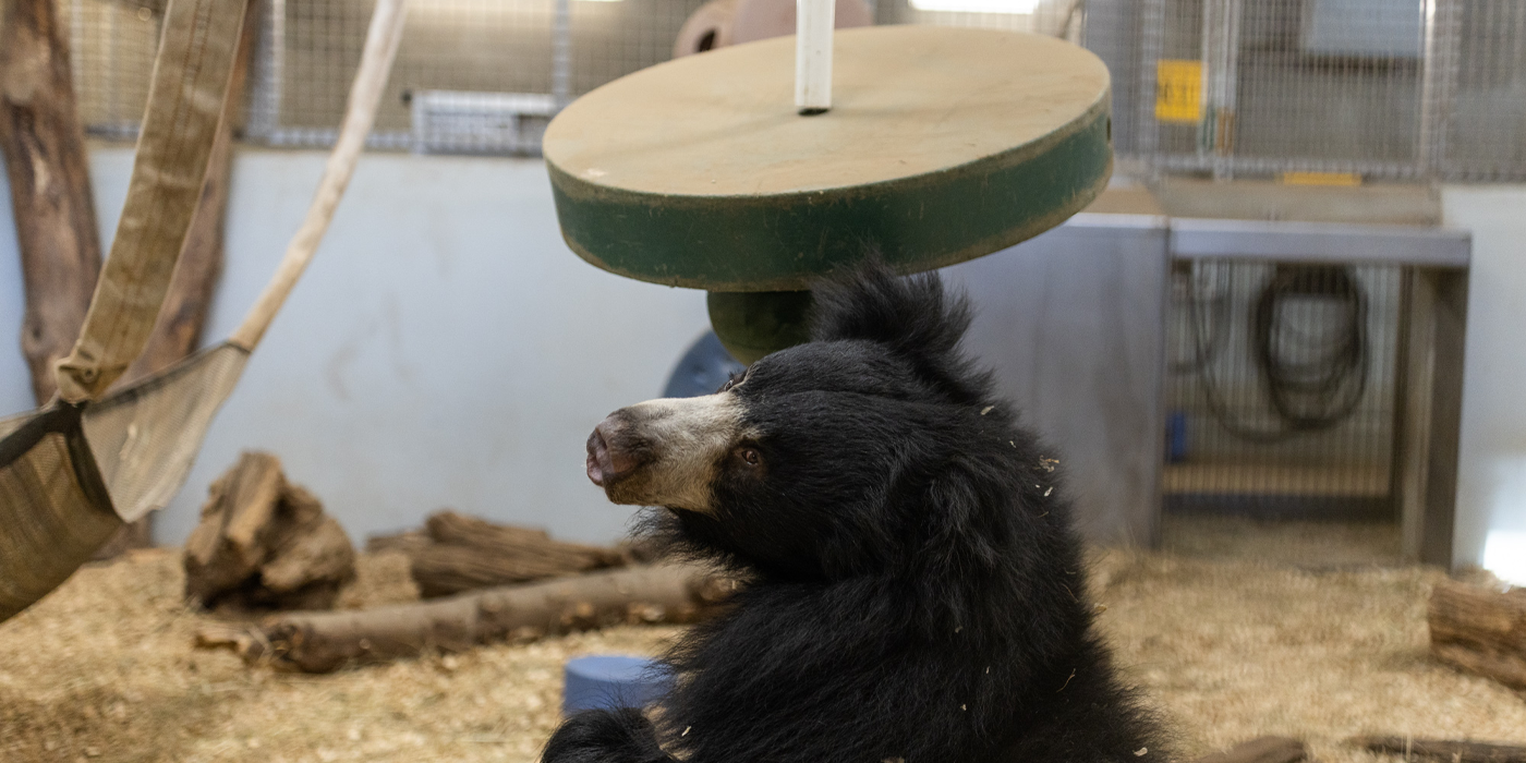 Vicki turns her head while playing with a large wooden toy in her indoor quarantine area.