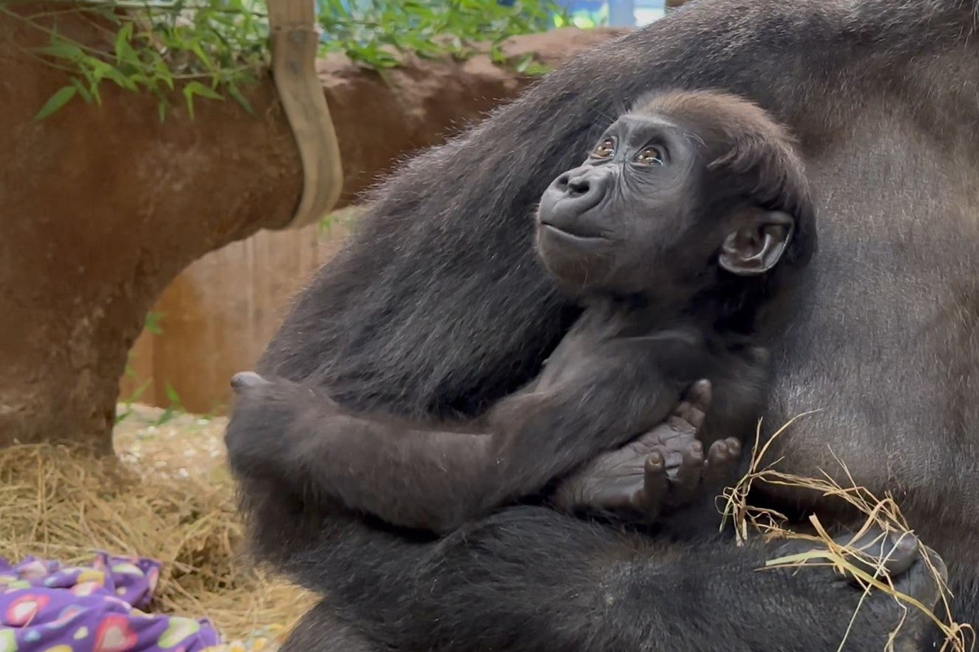 Western lowland gorilla Zahra in her mother Calaya's arms.