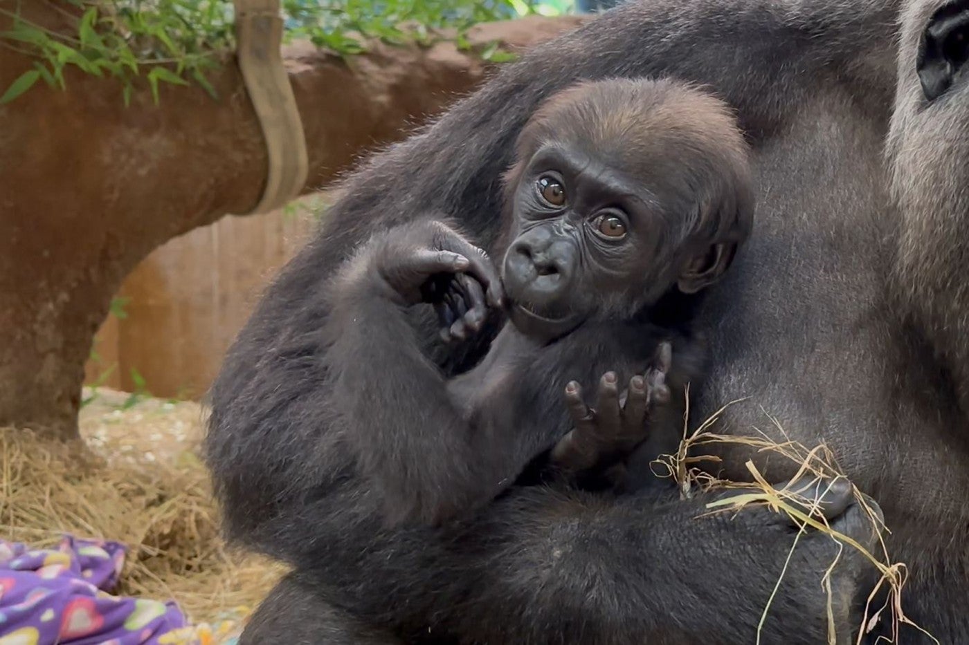 Western lowland gorilla infant Zahra is cradled in her mother Calaya's arms.