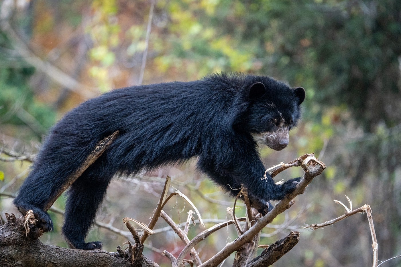 Andean bear Sean balances on branches in the treetop.