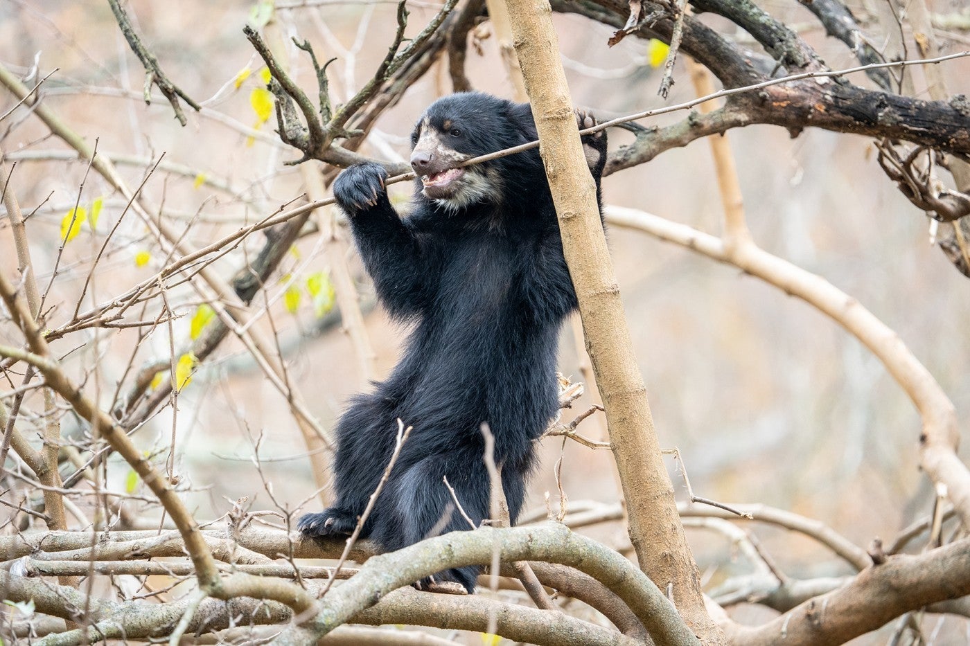 Andean bear cub Ian gnaws on a branch in the treetop.