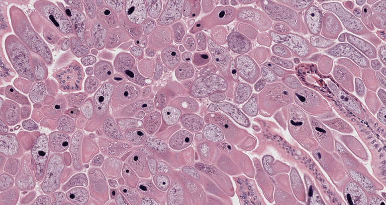 Image is of a stain of cells inside the small intestine of a naked mole rate. 