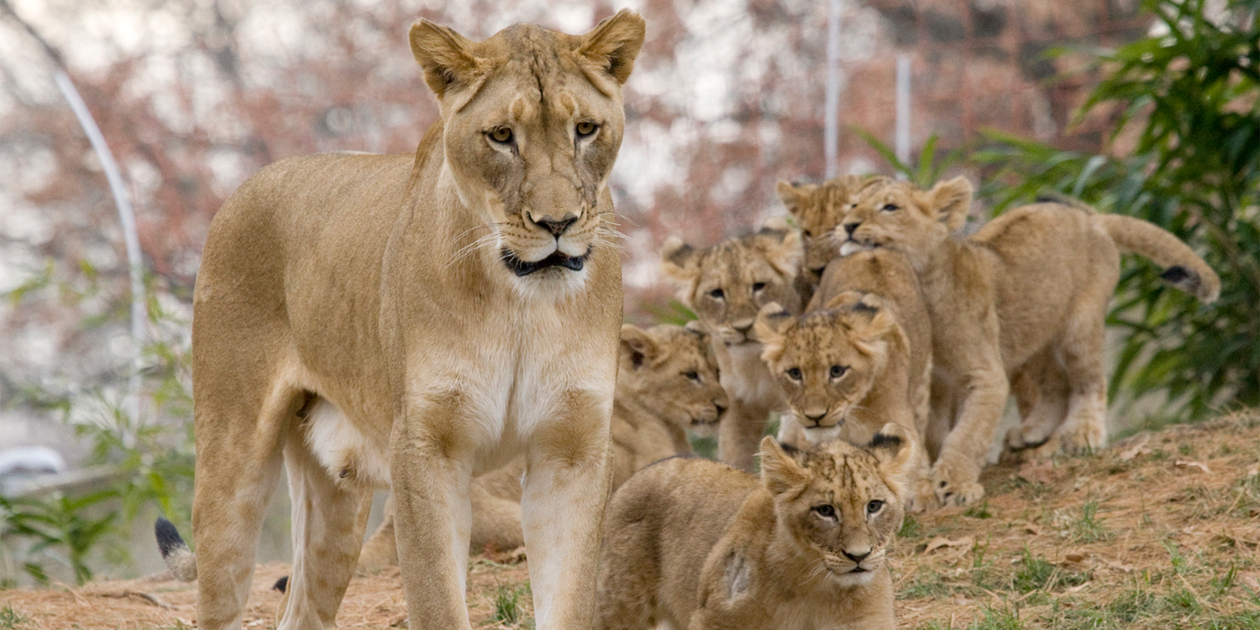 Photo of a female lion and six cubs at the Zoo's Great Cats exhibit.