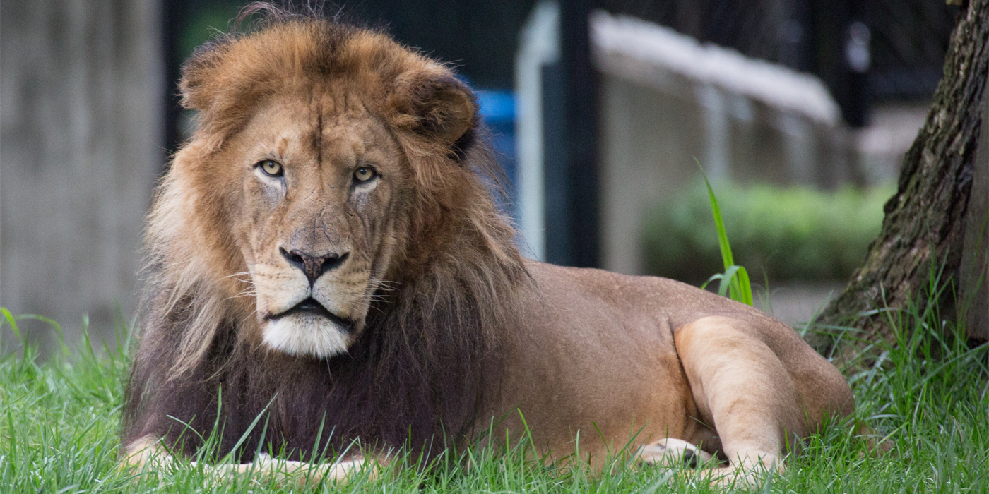 Photo of a large-maned male lion laying in grass. This photo is of Luke, who passed away in 2022.