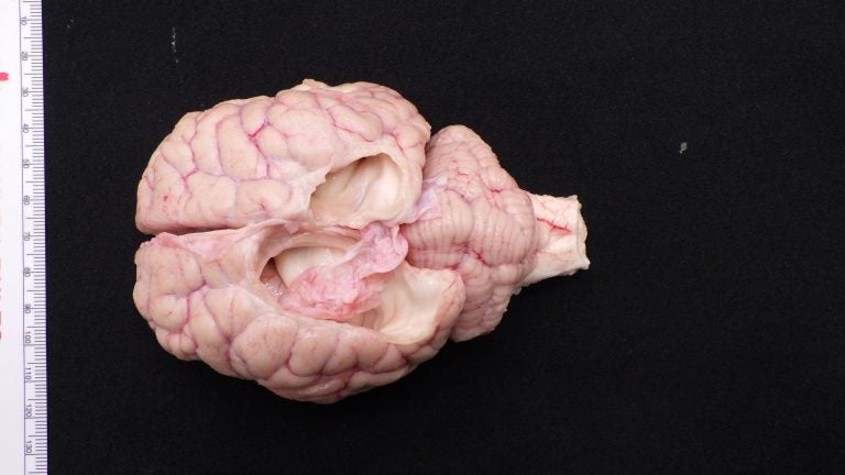 Photo of an African lion's brain. The brain is missing a section in the center.