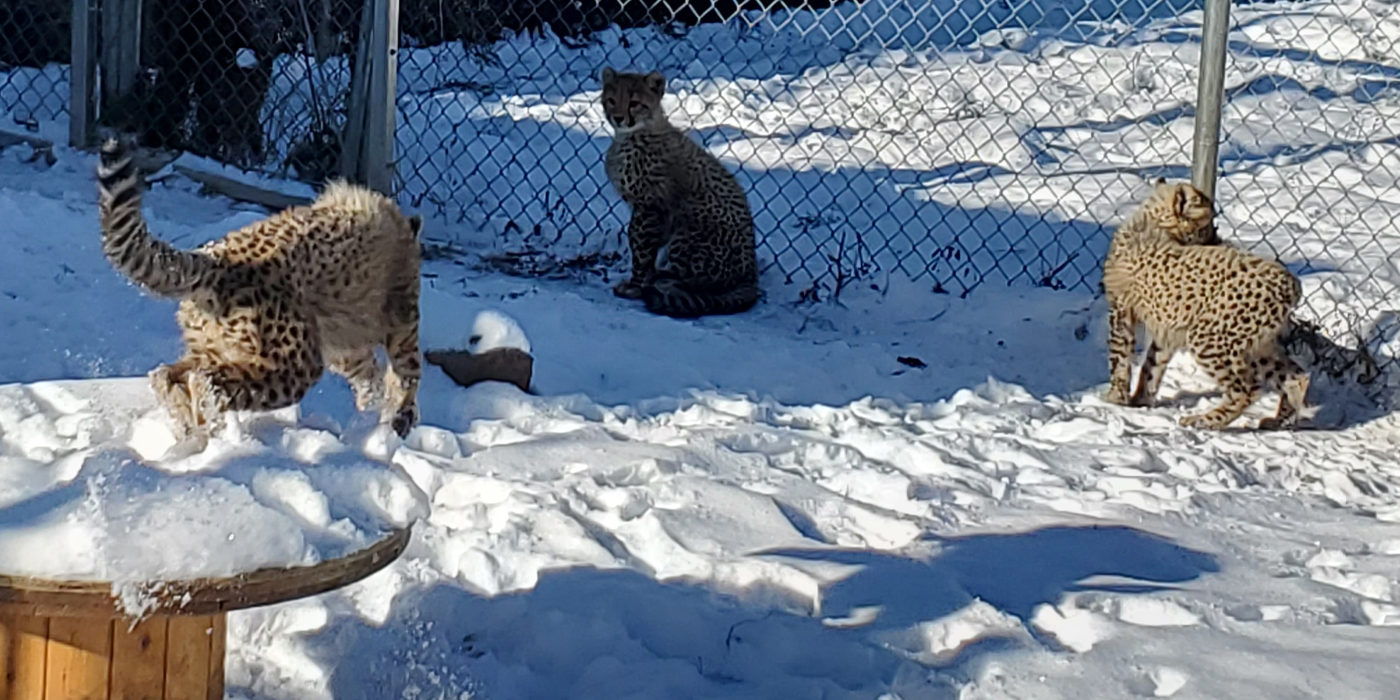 Three juvenile cheetahs investigate a wooden spool toy in a snowy yard.