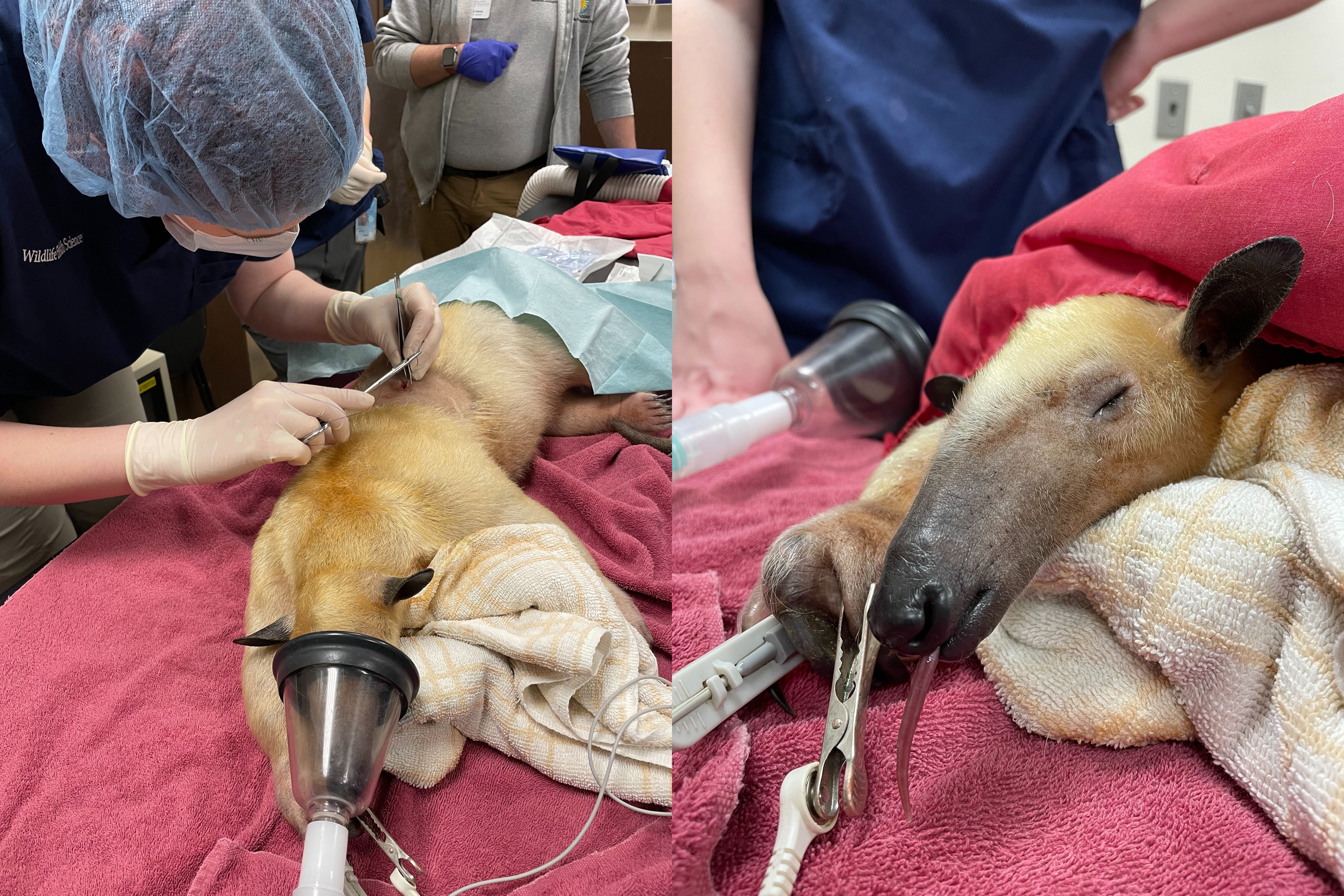 Image displays two photos side by side. The left photo shows a veterinarian sewing closed an incision site on an anteater. The right side of the image is a close up photo of the anteater under anasthesia.