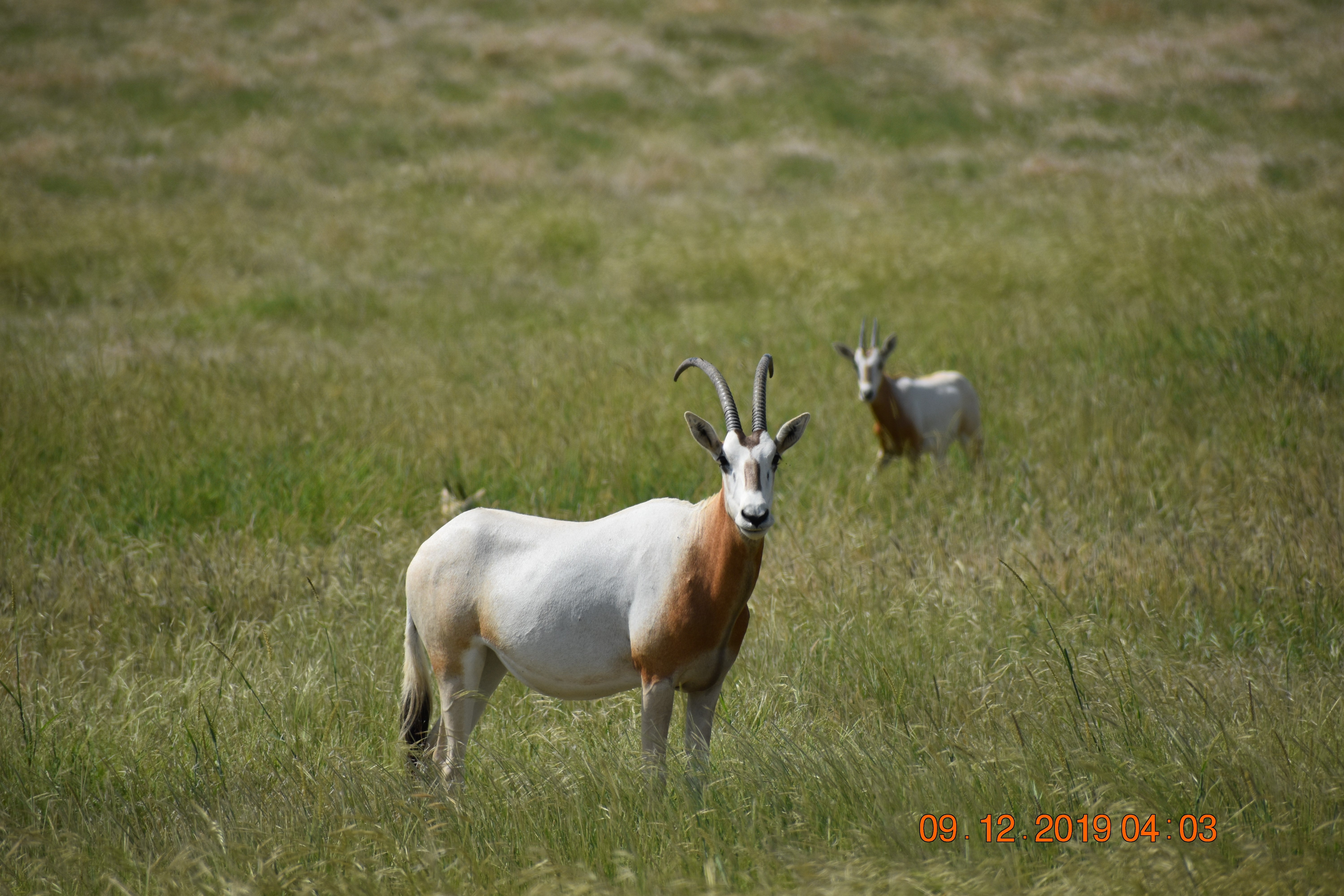 A photo of a scimitar-horned oryx in a green pasture. A second oryx can be seen in the background.