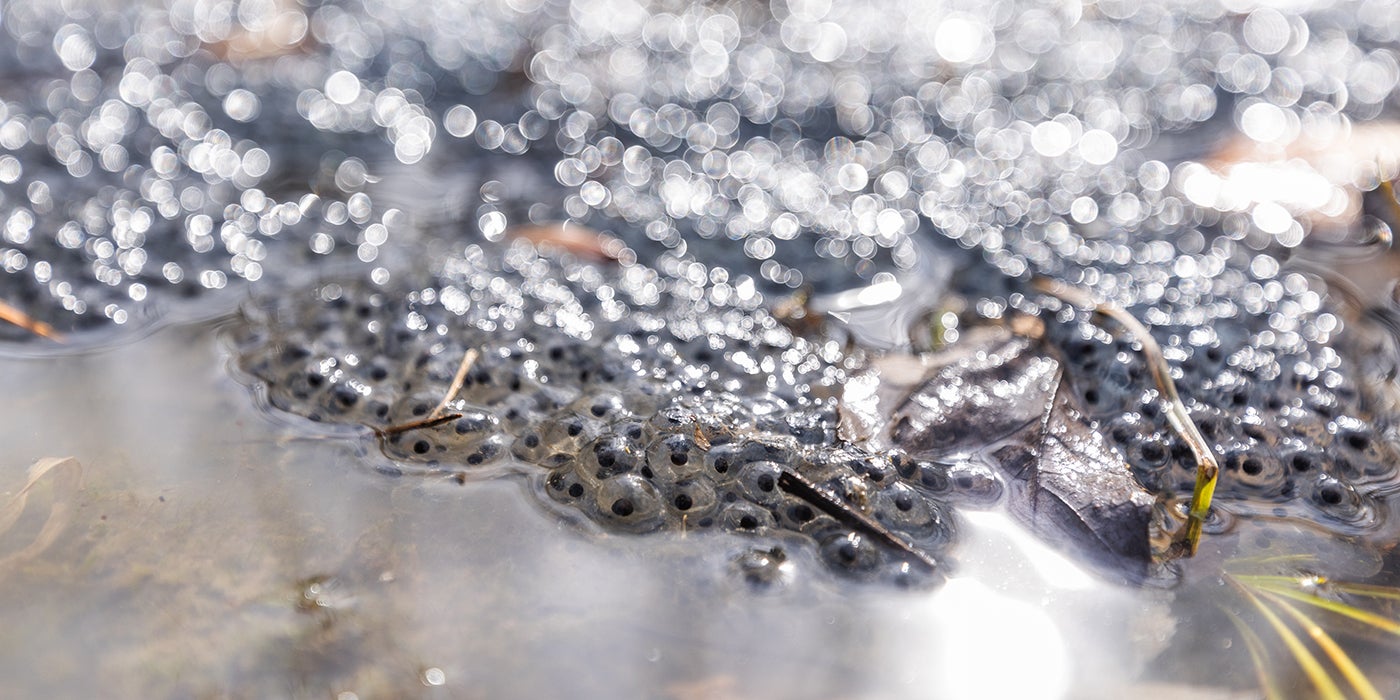 Closeup of amphibian eggs, glistening in the sunlight on the surface of a vernal pool.