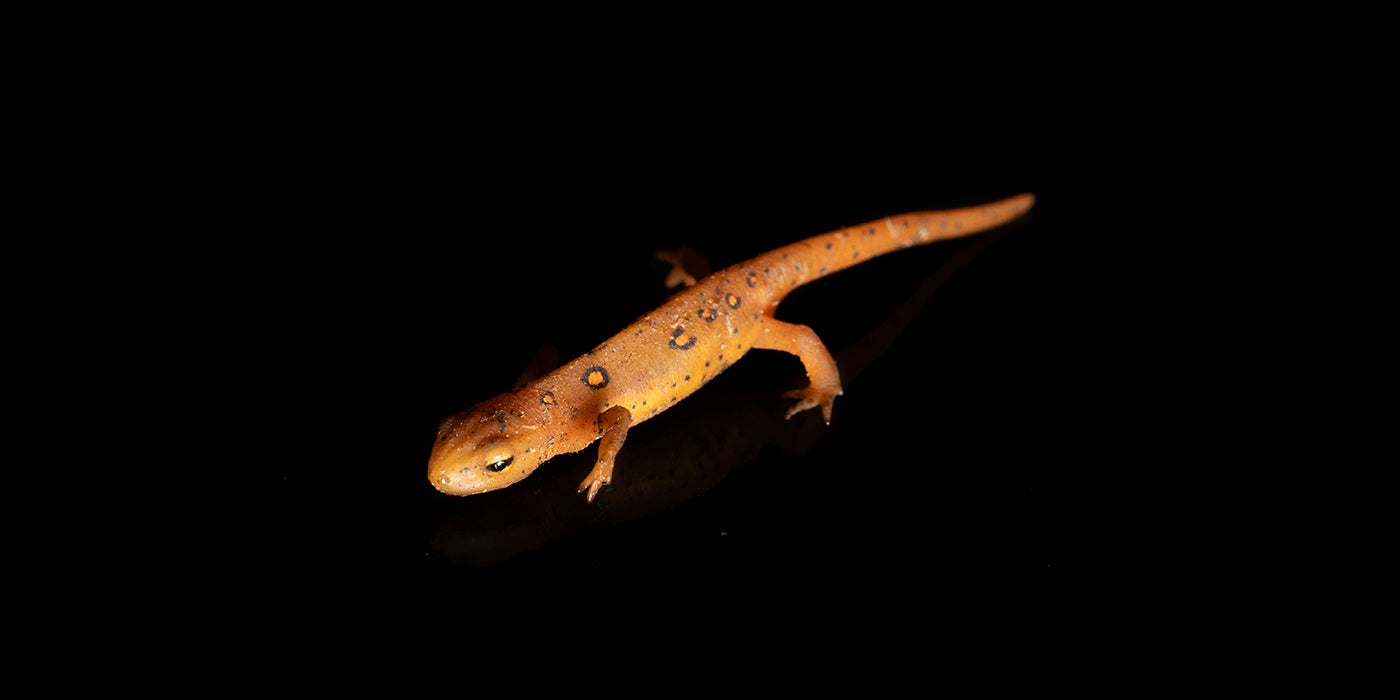 A red-spotted newt, which is mostly orange but with a lopsided pattern of red spots surrounded by black rings on its back, pictured on a black background.