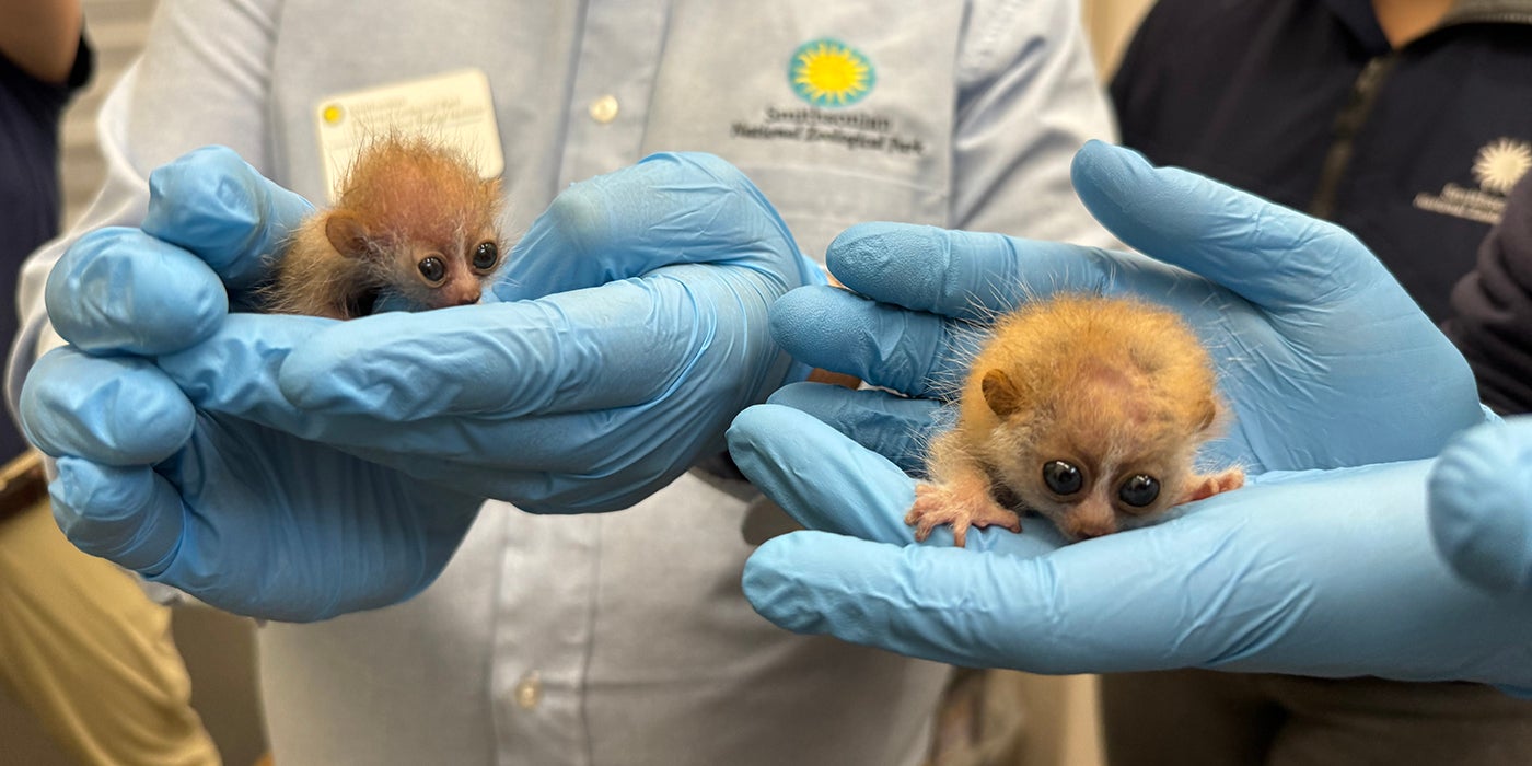 Small Mammal House staff cradle two tiny pygmy slow loris babies in their hands.