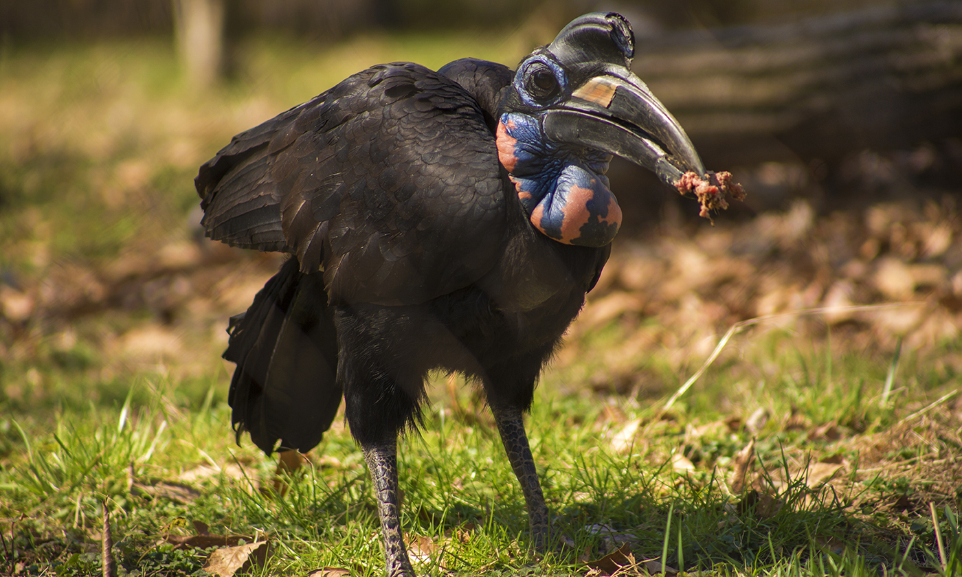 A large bird, called an Abyssinian ground hornbill, stands in the grass holding food in its bill. It has dark feathers, strong legs, large eyes, and a long, down-curved bill with a casque (or helmet-like structure)