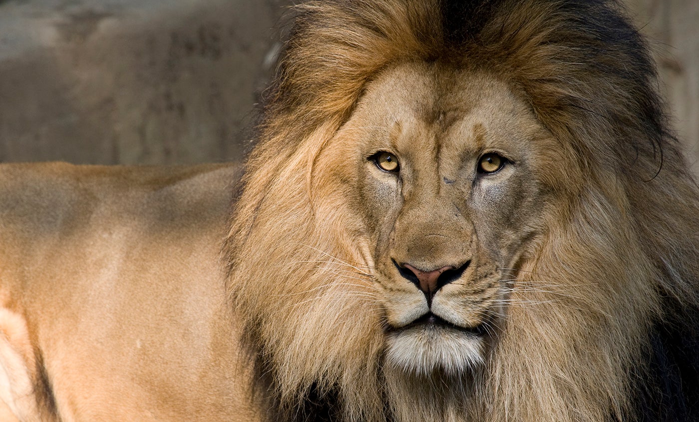A close-up of a male African lion with a large mane
