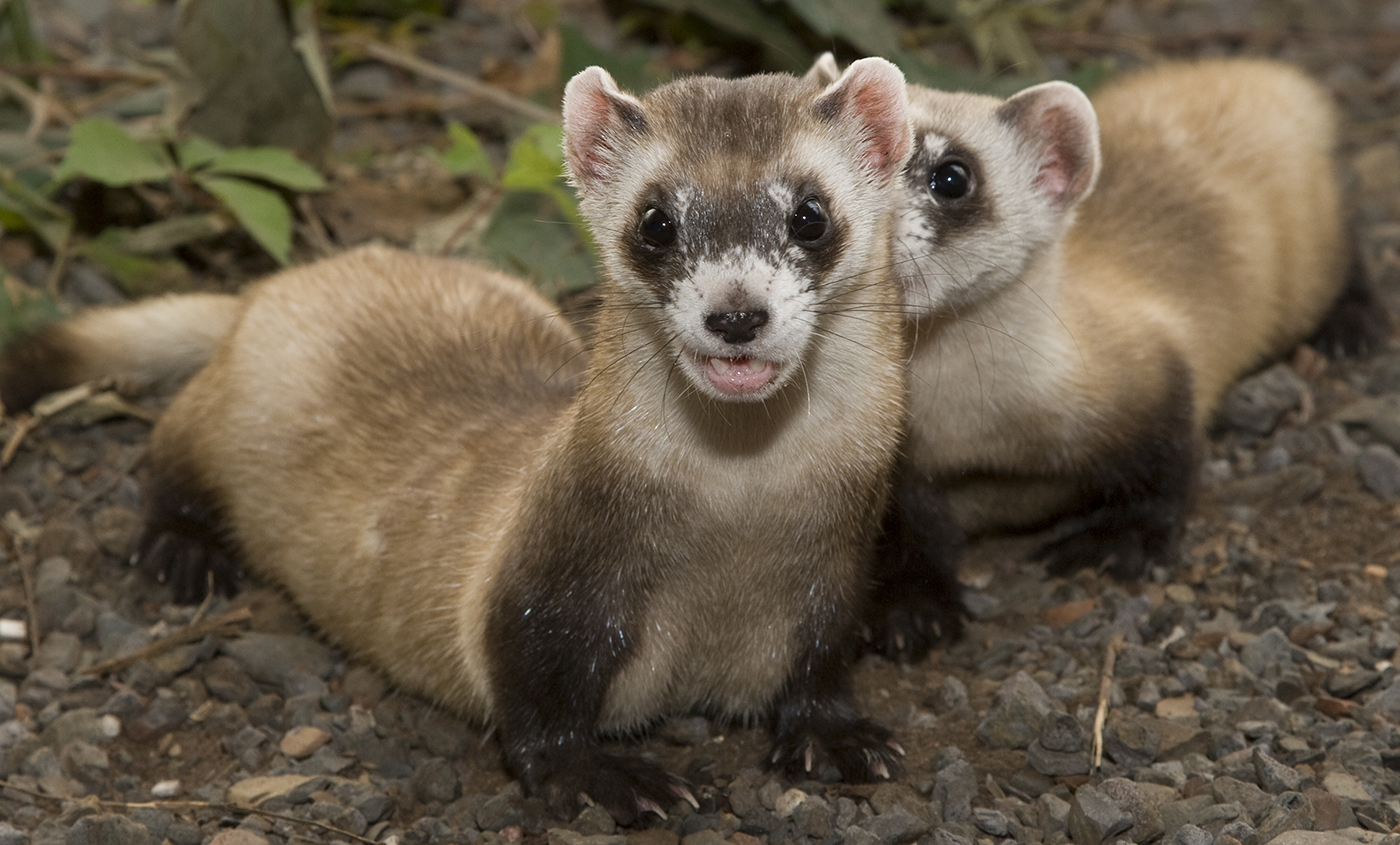 Two ferrets, one with mouth agape showing 2 sharp teeth