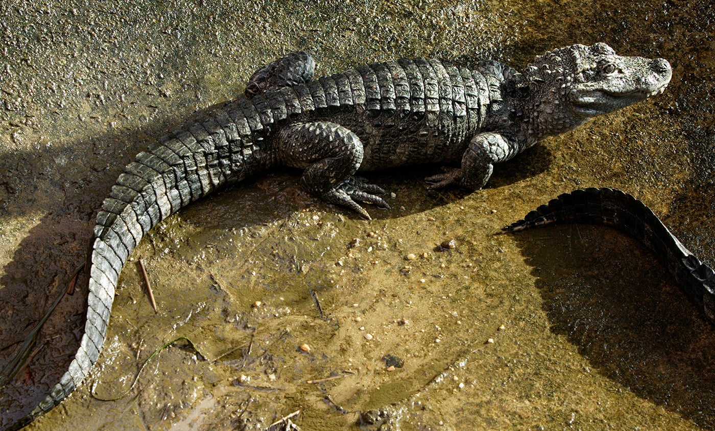 Alligator lying in its exhibit