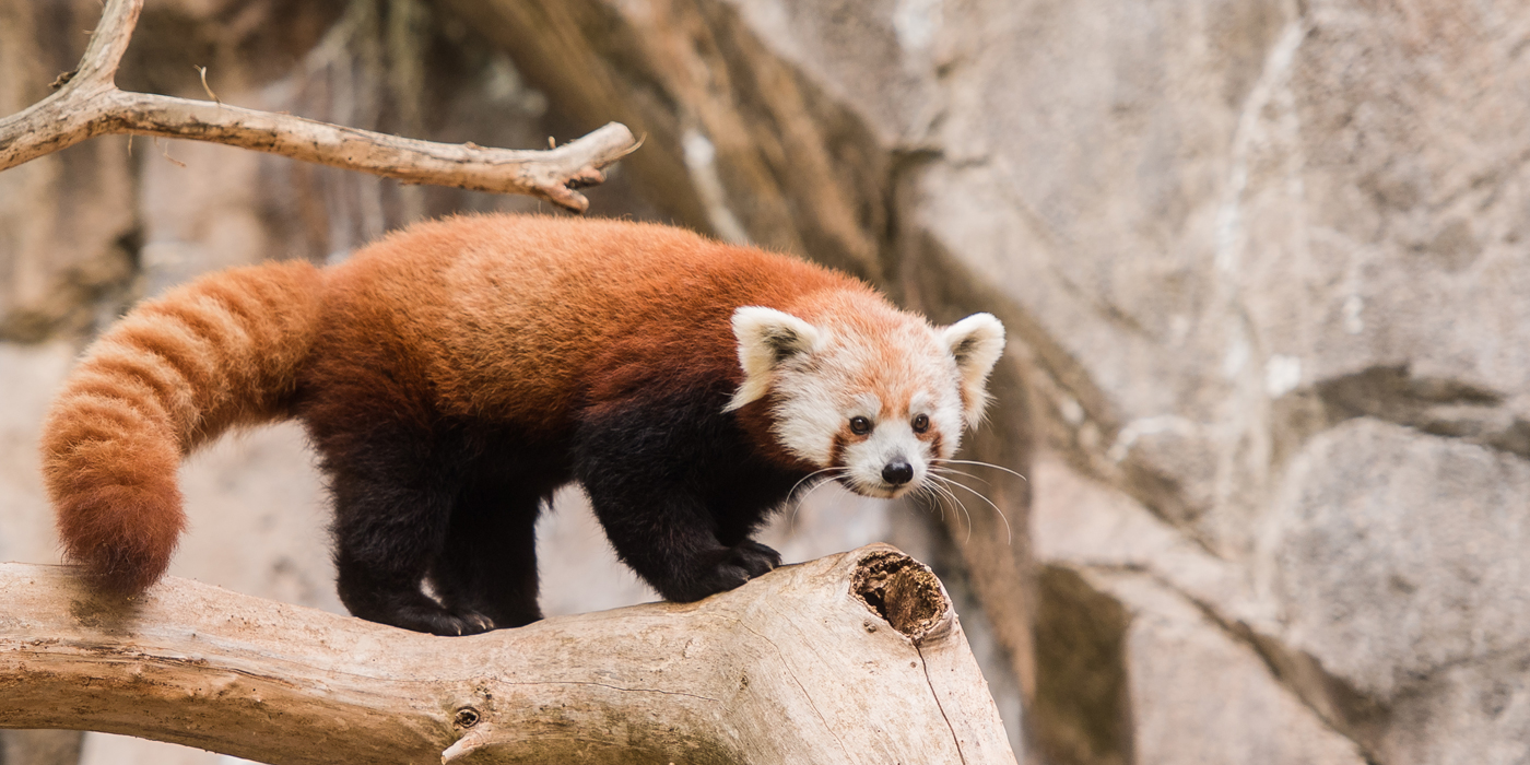 A red panda climbing on a branch with rock in the background