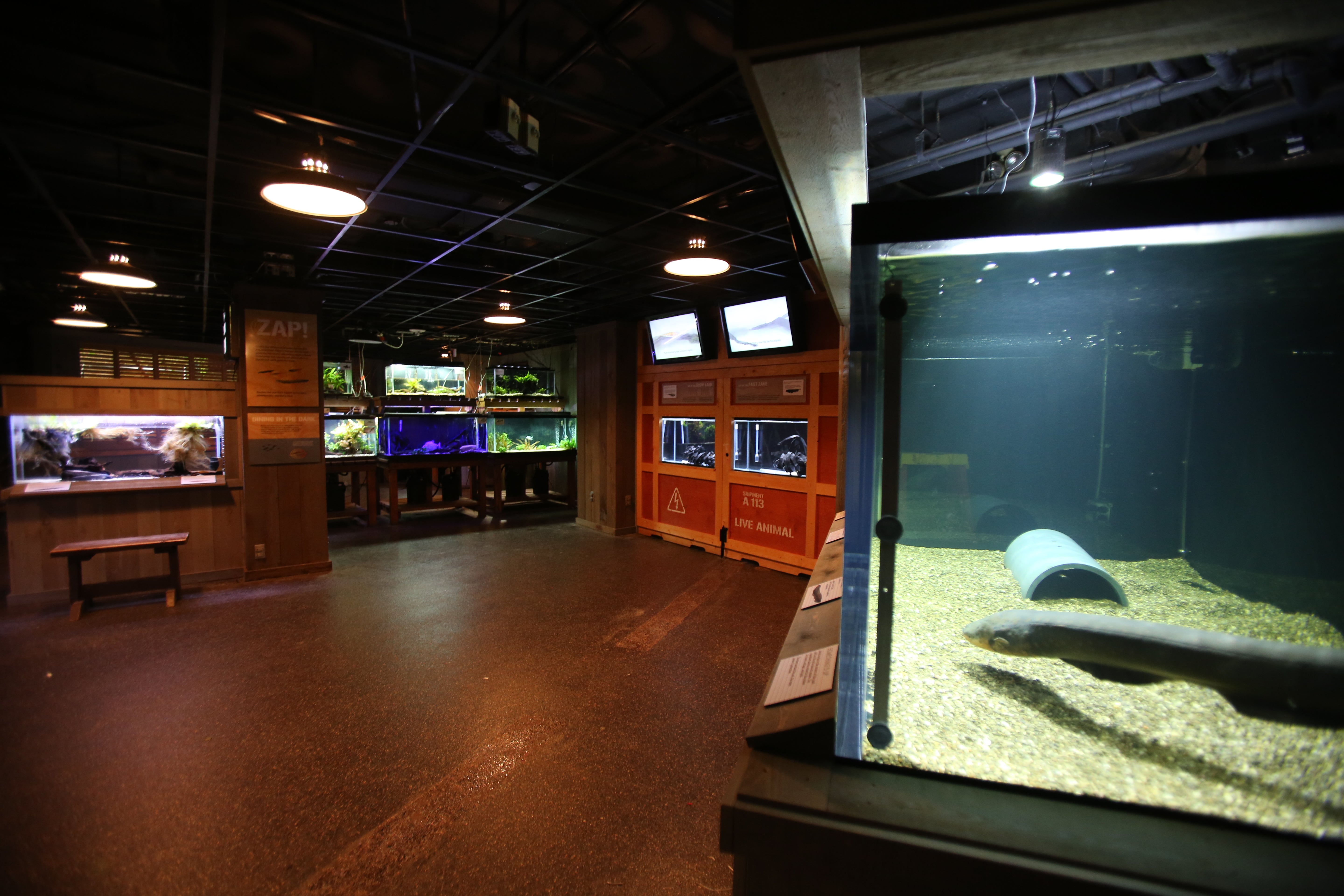 The Smithsonian's National Zoo's electric fishes lab in Amazonia with an electric eel swimming in a tank in the foreground