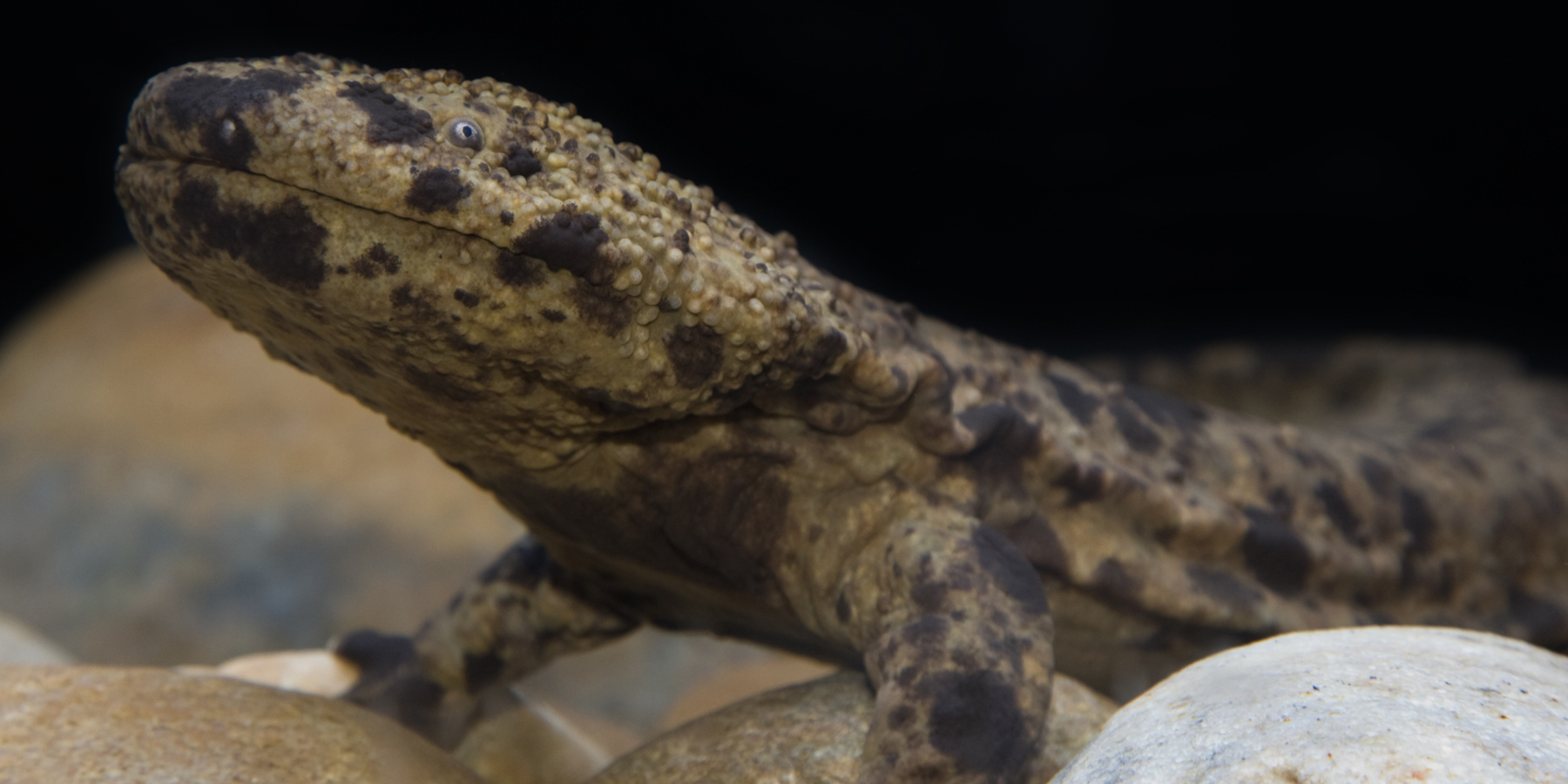 Japanese giant salamander at the Reptile Discovery Center