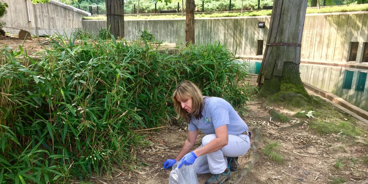 Animal keeper Dell Guglielmo collects feces for endocrine research. 
