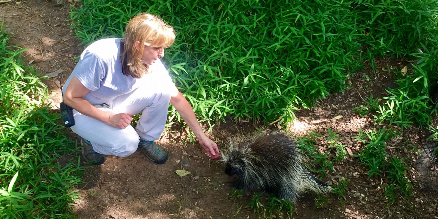 Animal keeper Dell Guglielmo feeds the Zoo's North American porcupines. 
