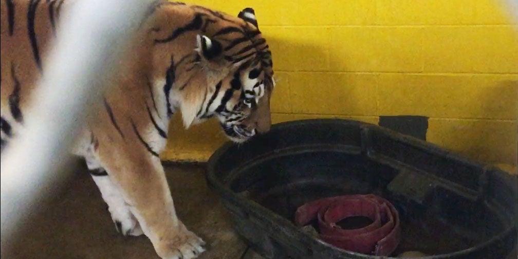 Amur tiger Pavel investigates scent enrichment. 