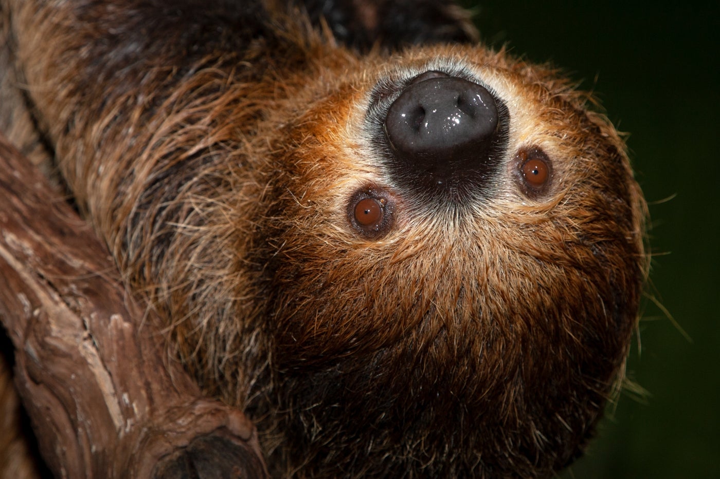 A southern two-toed sloth with long, coarse brown fur, a round snout and small eyes hanging upside down from a tree branch