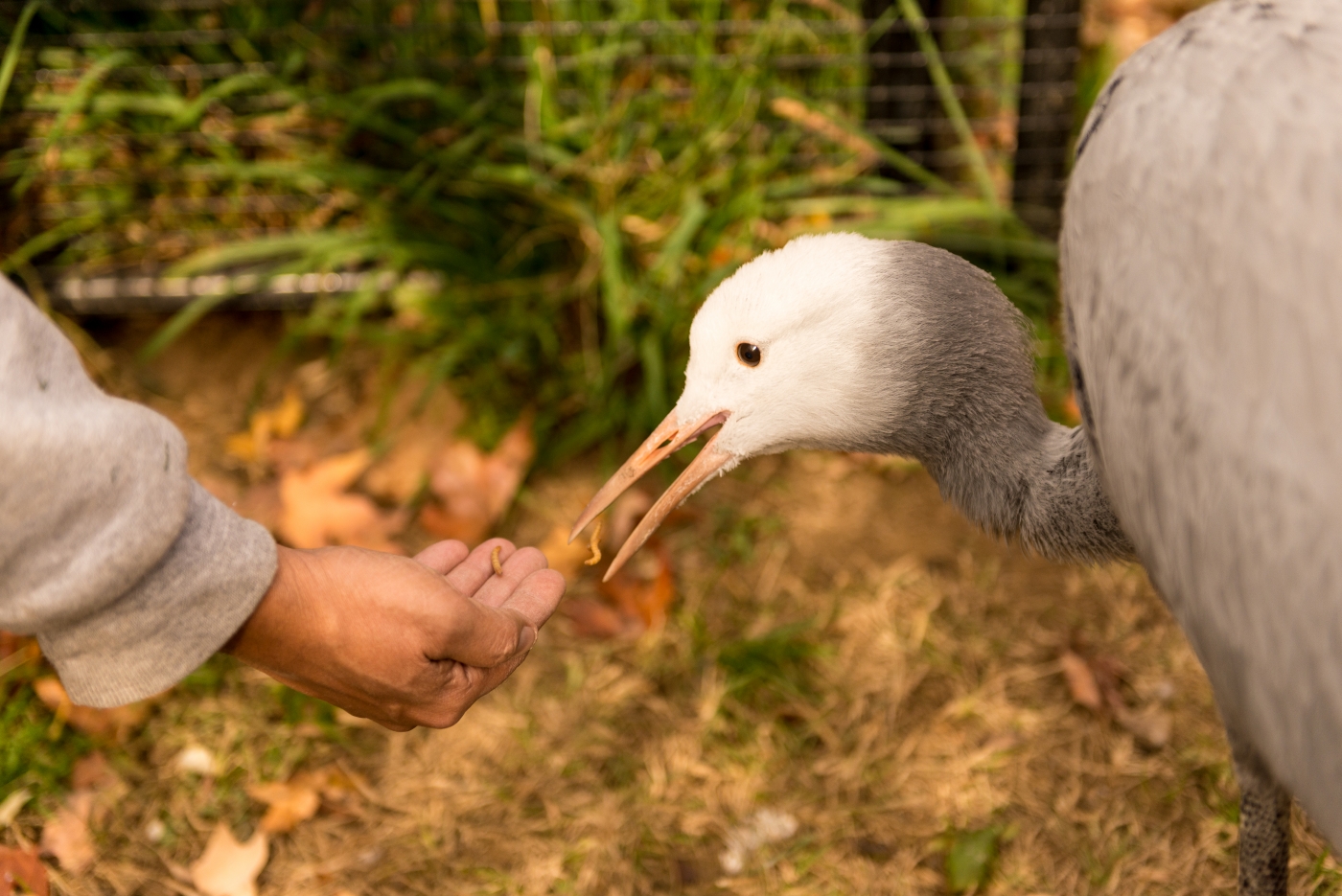 Blue crane eats mealworms from a keeper's hand