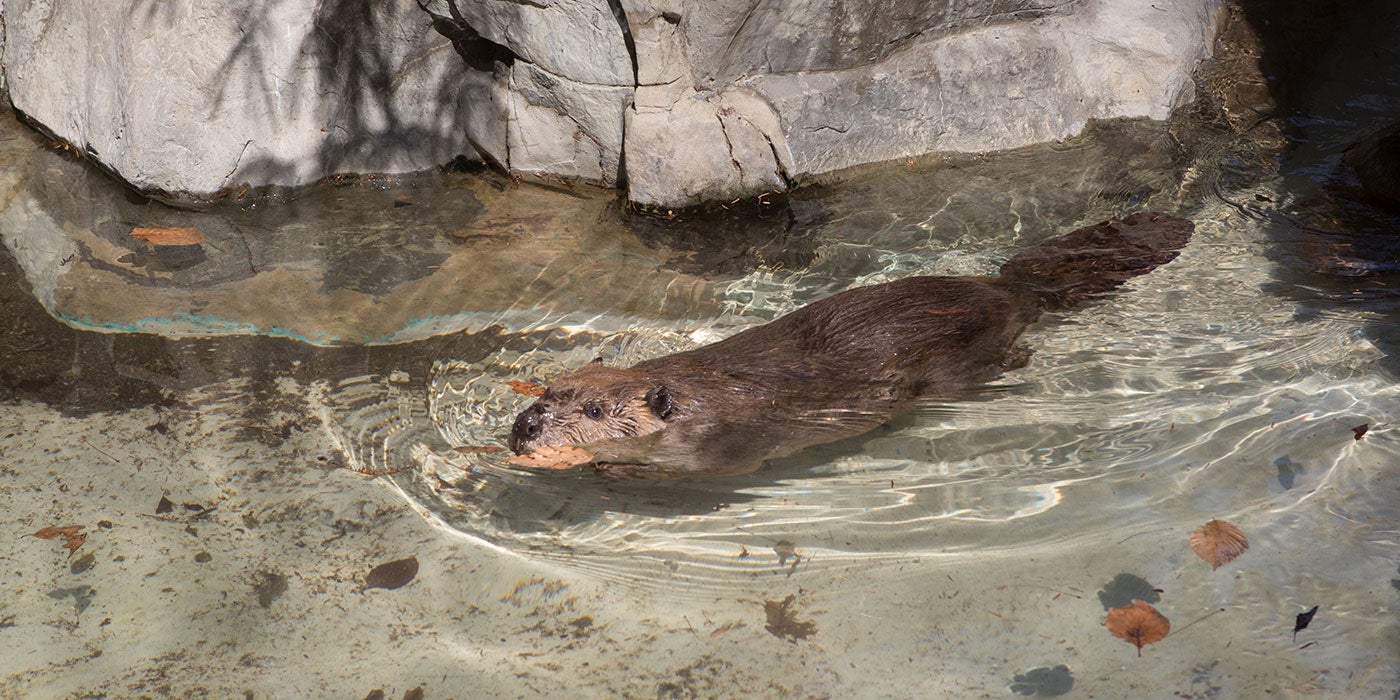 A beaver with thick, brown fur and a long, flattened tail swims through shallow watter