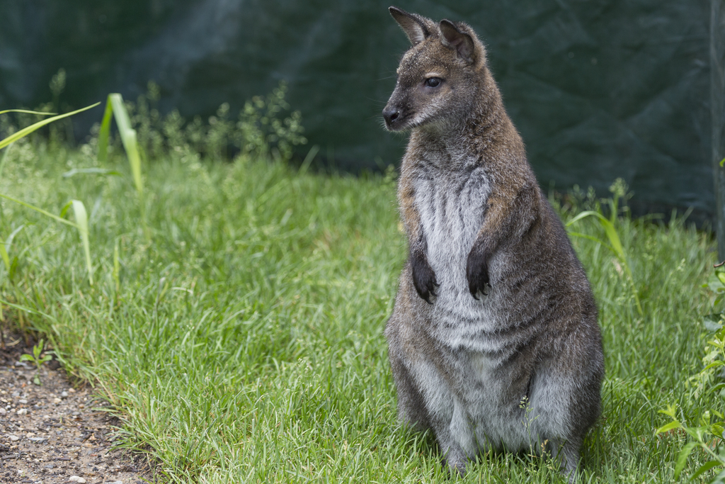 Bennett's wallaby Victoria standing in a grassy yard at the Smithsonian's National Zoo