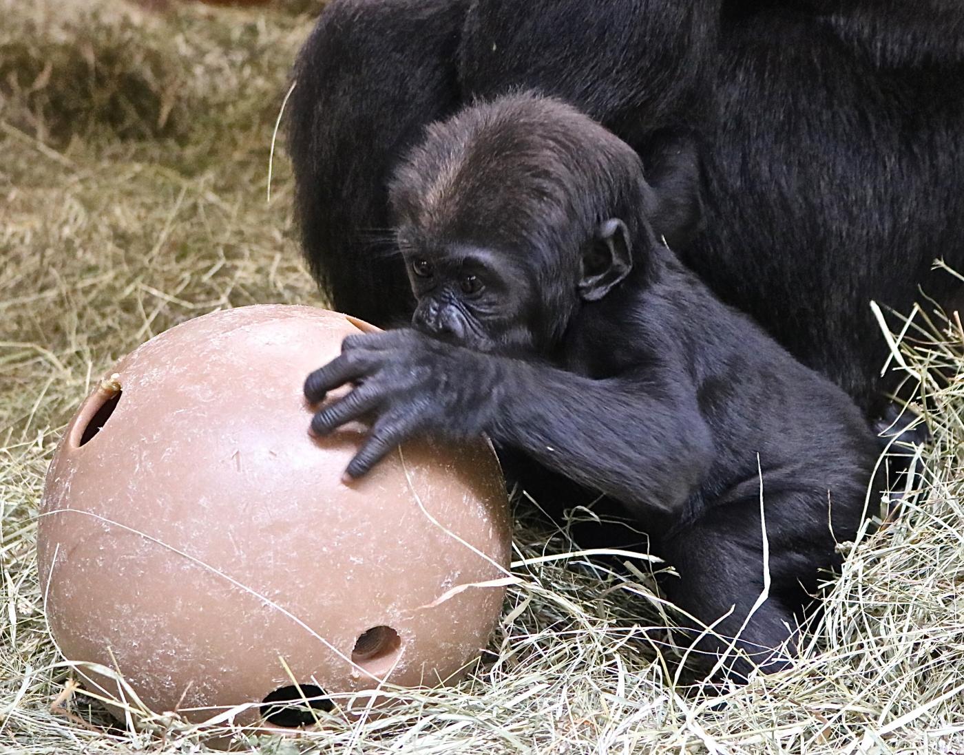 Western lowland gorilla Moke playing with an enrichment puzzle feeder. 