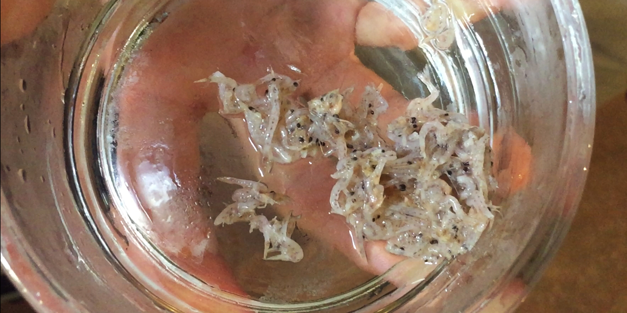 Mysis shrimp food for aquatic caecilians