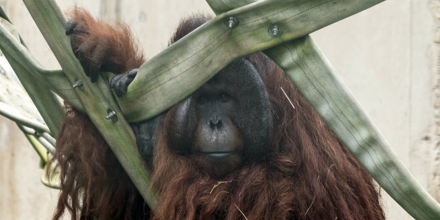 Bornean orangutan Redd's father, Kyle, has a flair for the dramatic. 