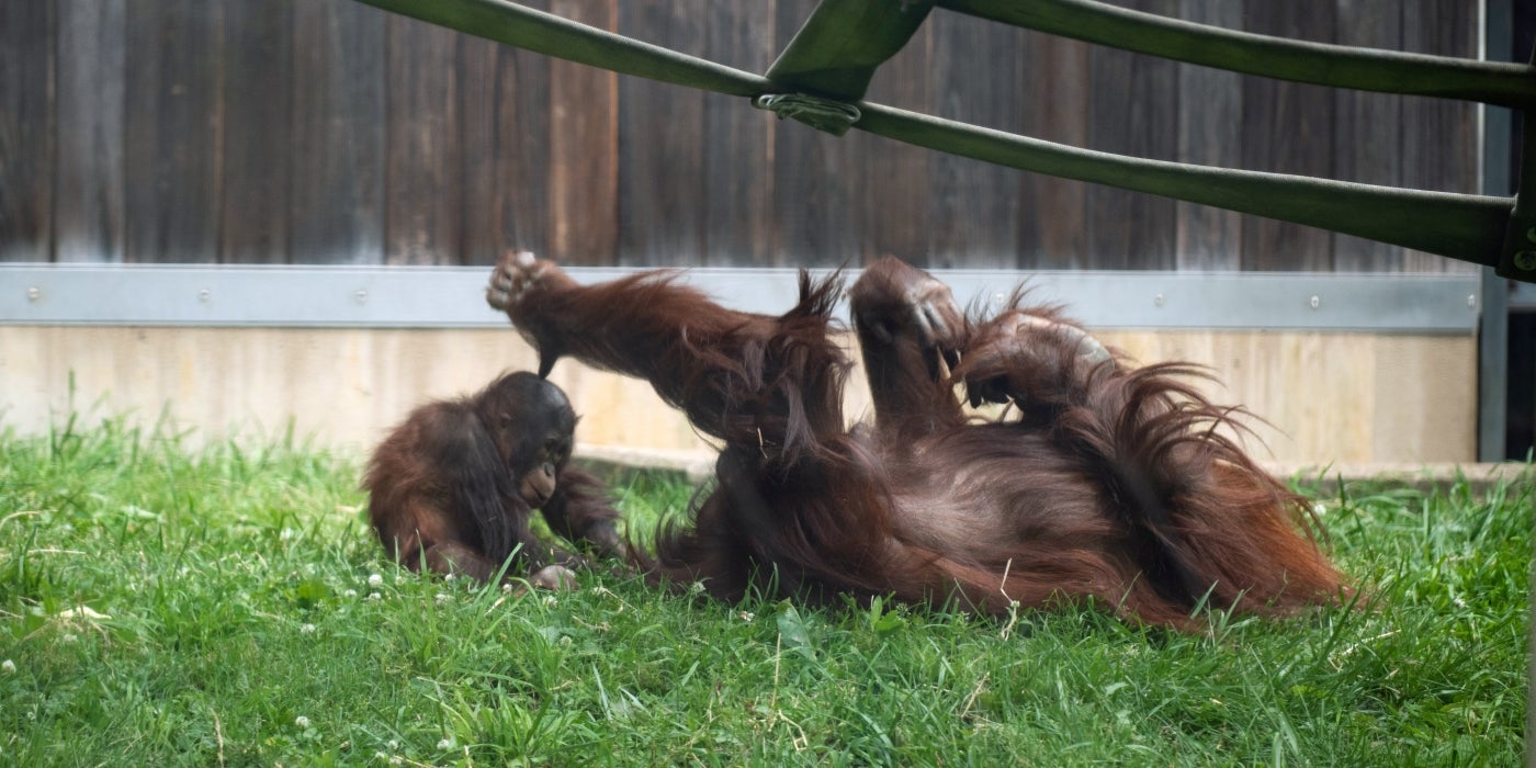 Bornean orangutan Redd plays with adult female Lucy in the Great Ape House yard. 