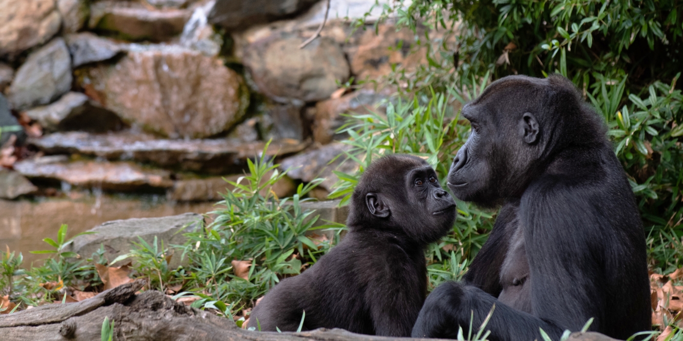 Western lowland gorilla Moke (left) looks at his best buddy, Kibibi (Right). 