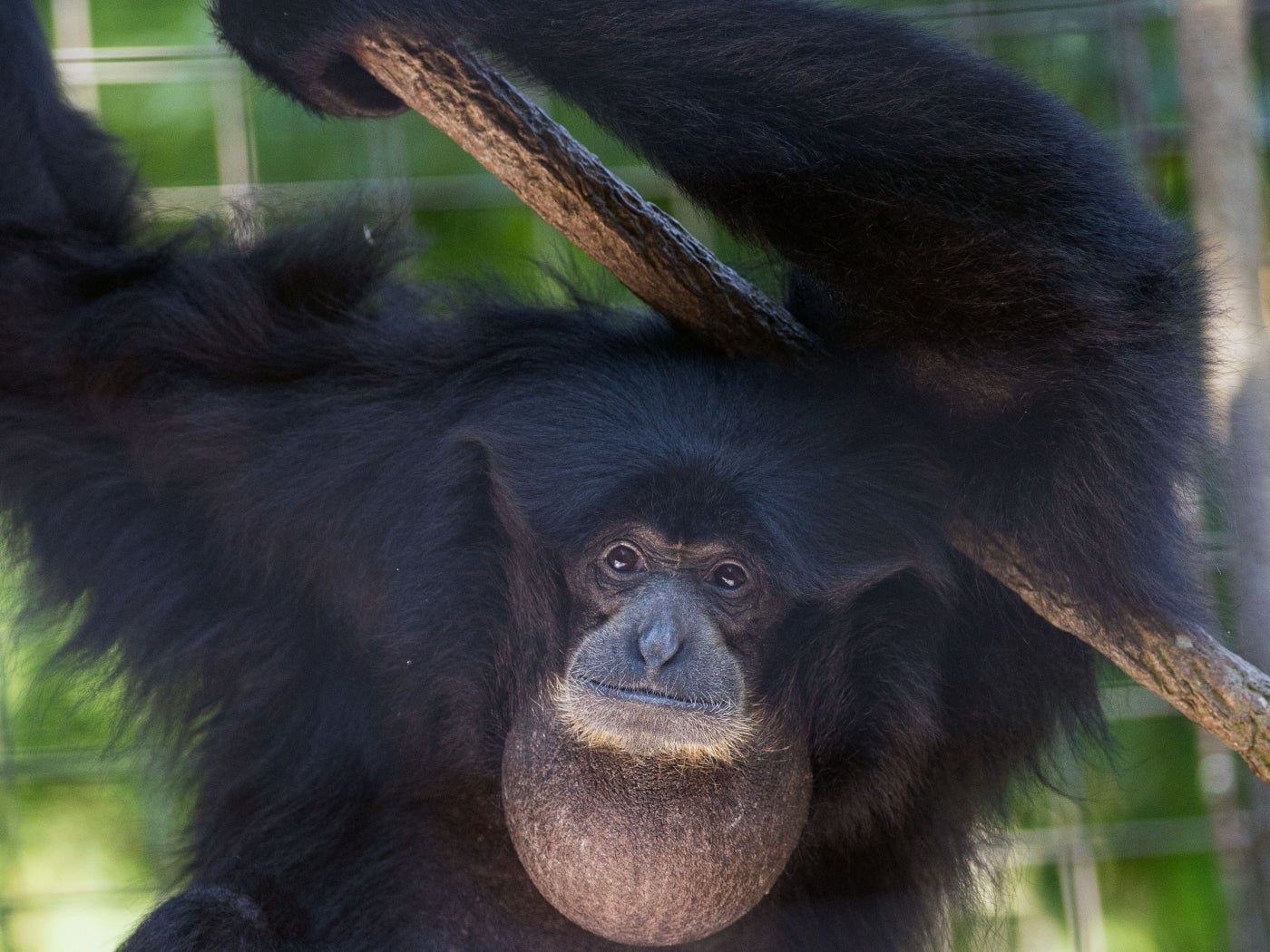 Siamang Bradley at the Smithsonian's national Zoo. 