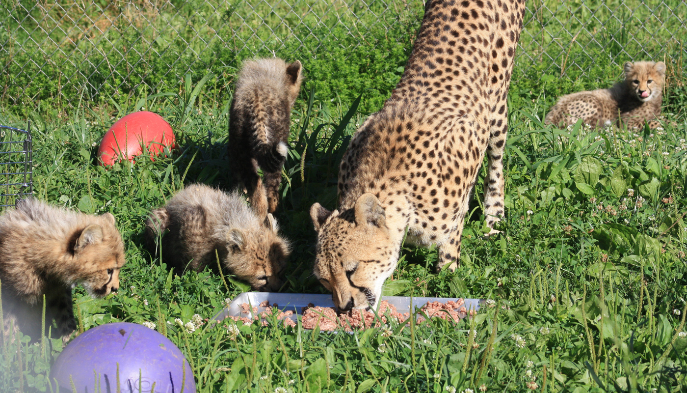 Cheetah Echo eats meat from a silver tray in her yard with her four cubs around her. One cub is sniffing the meat on her left, one walks away on her left, one cub is approaching the tray from the left and the last cub is sitting in front of the fence.