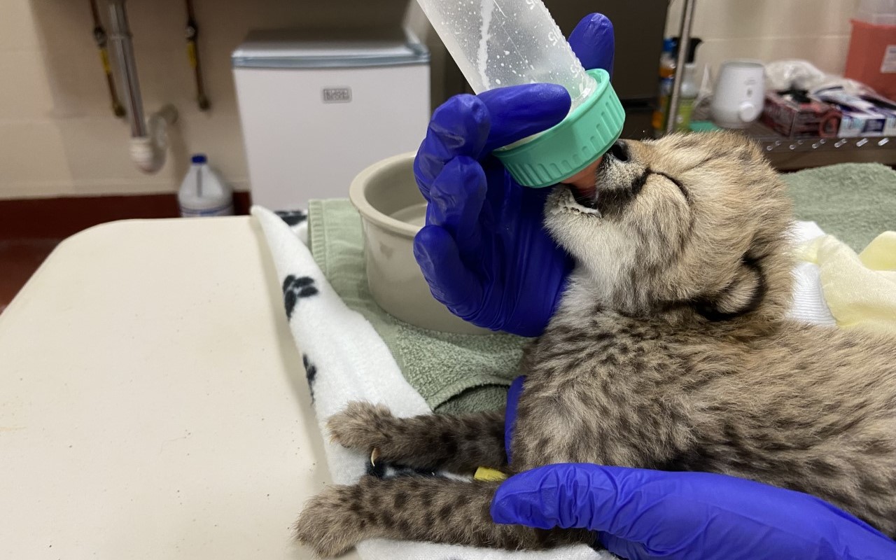 A one-week-old cheetah cub lays in a keepers' hand, which is covered in a dark blue latex glove. The cub's head is tilted up to feed from a light green capped baby bottle.