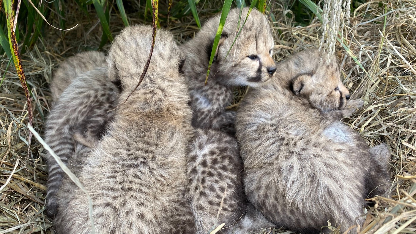 Five cheetah cubs snuggle up together in a pile on hay under some tall grasses.