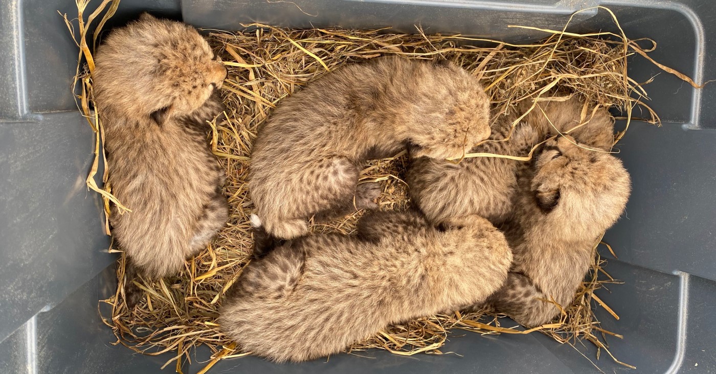 Five cheetah cubs lay and sleep on hay inside a gray, plastic tub. The photo is taken looking down into the tub, birds-eye-view vantage point.
