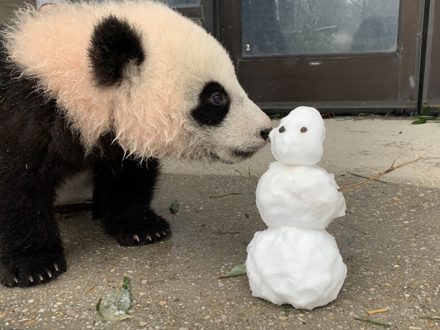Five-month-old giant panda Xiao Qi Ji sniffs a small snowman that stands just a few inches tall.