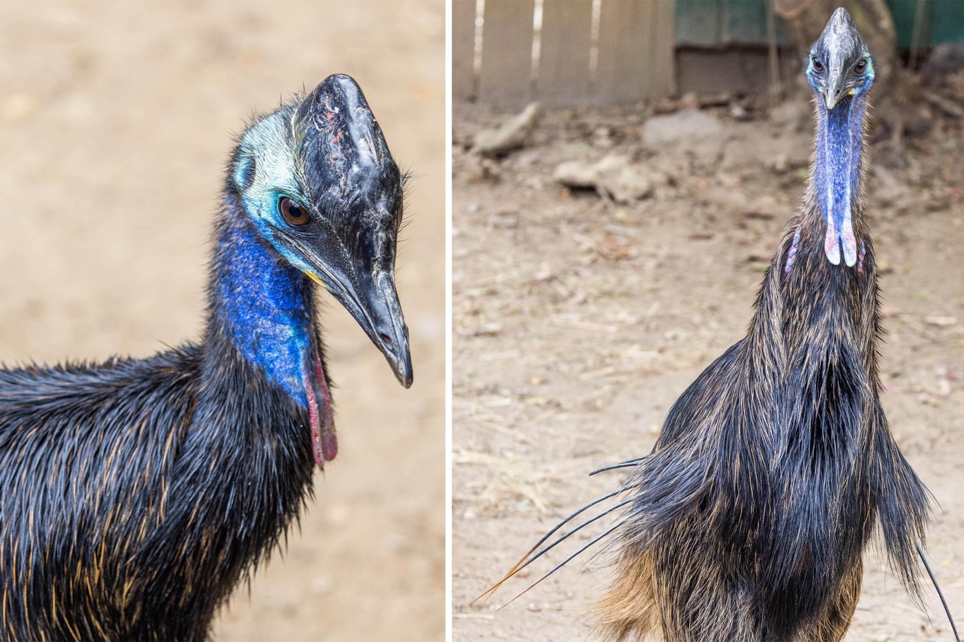 Southern cassowaries Irwin (left) and Dundee (right). 