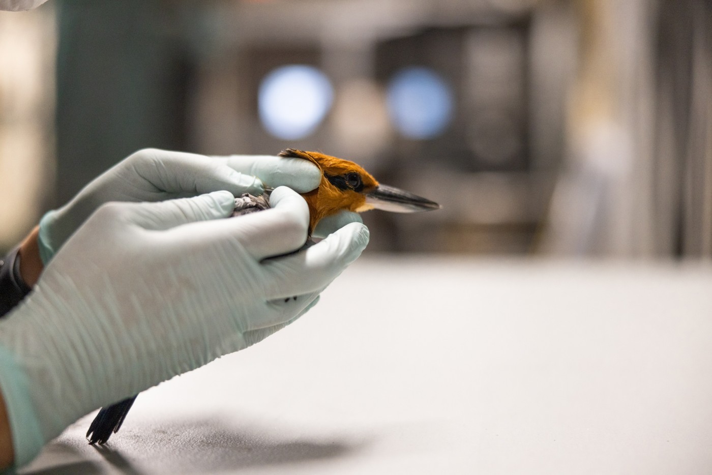 An animal keepers holds a Guam Kingfisher gently in gloved hands