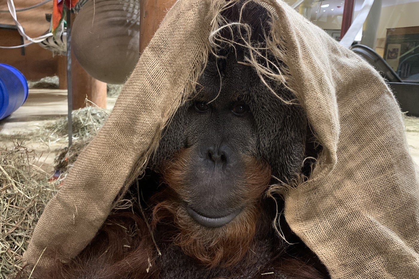 Orangutan Kiko is covered in a burlap blanket.